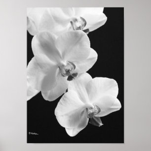 Orchids i svartvitt poster