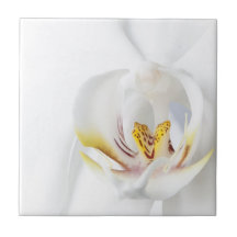 Orchids i White