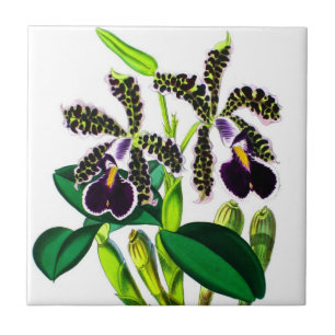 Orchids Kakelplatta