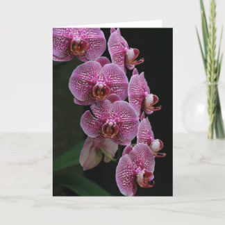 Orchids Kort