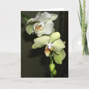 Orchids Kort