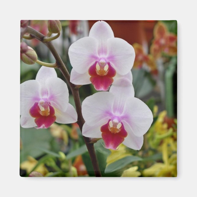 Orchids Magnet (Framsidan)