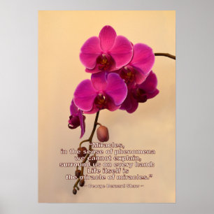 Orchids med Miracle-offert Poster