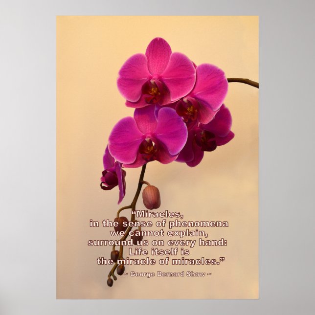 Orchids med Miracle-offert Poster (Framsidan)