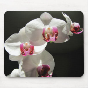 Orchids Musmatta