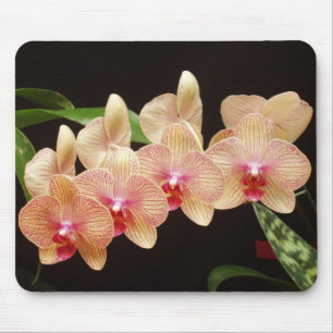 Orchids! Musmatta