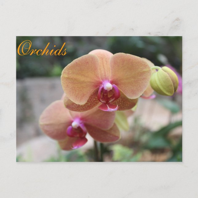 Orchids nr 10 vykort (Framsida)