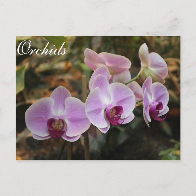 Orchids nr 28 vykort (Framsida)