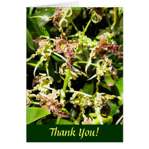 Orchids OBS Kort