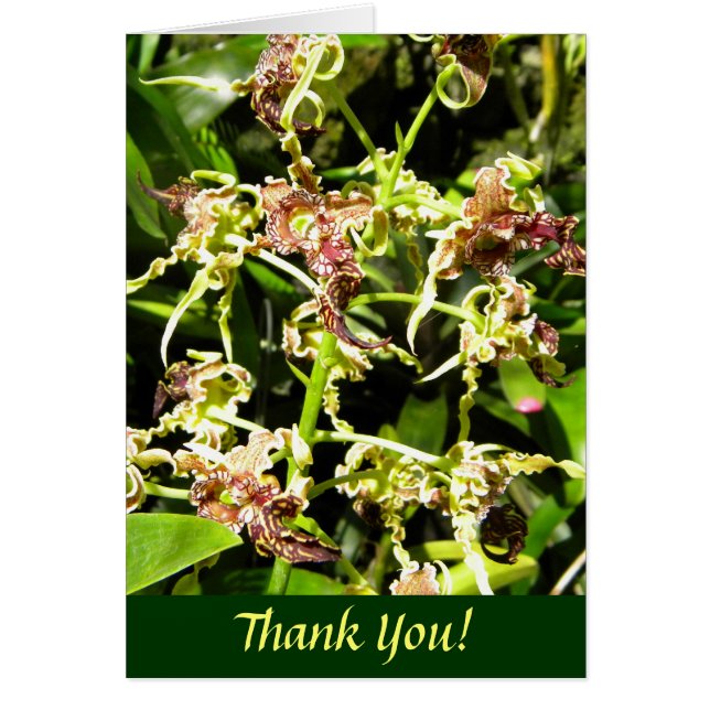 Orchids OBS Kort (Framsidan)