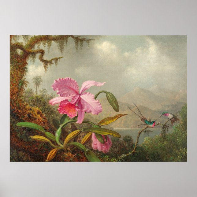 Orchids och hummingbird av Martin Johnson Heade P Poster (Framsidan)