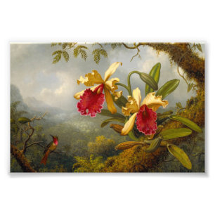 Orchids och Hummingbird Heade Fototryck