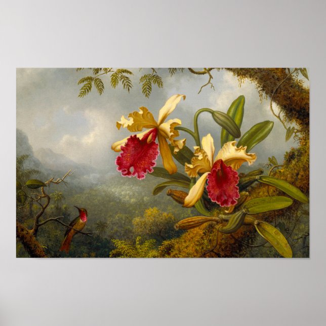 Orchids och Hummingbird Heade Poster (Framsidan)