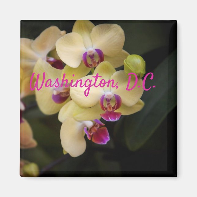 Orchids of rosa and gult, Washington, D.C. Magnet (Framsidan)