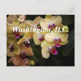 Orchids of rosa and gult, Washington, D.C. Vykort