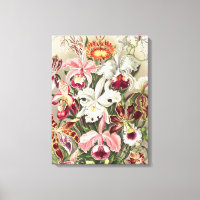 Orchids, Orchideae Denusblumen av Ernst Haeckel