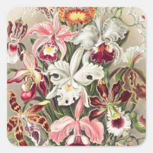 Orchids, Orchideae Denusblumen av Ernst Haeckel Fyrkantigt Klistermärke