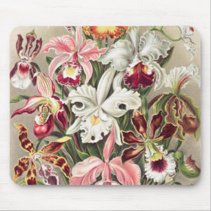 Orchids, Orchideae Denusblumen av Ernst Haeckel Musmatta
