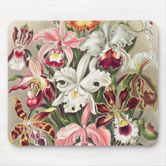 Orchids, Orchideae Denusblumen av Ernst Haeckel Musmatta (Framsidan)