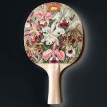 Orchids, Orchideae Denusblumen av Ernst Haeckel Pingisracket<br><div class="desc">Orchids,  Orchideae Denusblumen av Ernst Haeckel Paddle</div>