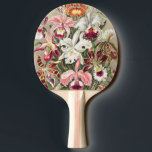 Orchids, Orchideae Denusblumen av Ernst Haeckel Pingisracket<br><div class="desc">Orchids,  Orchideae Denusblumen av Ernst Haeckel Paddle</div>
