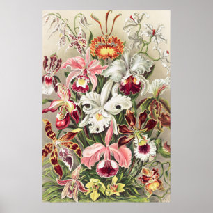 Orchids, Orchideae Denusblumen av Ernst Haeckel Poster