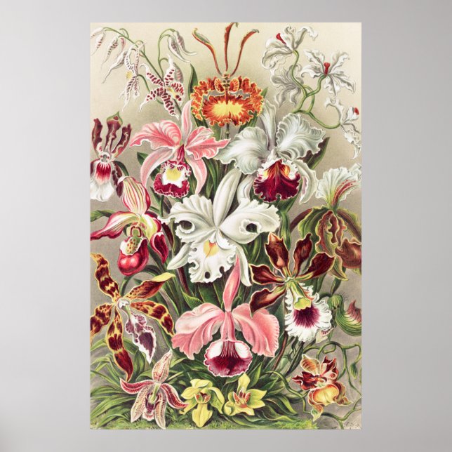Orchids, Orchideae Denusblumen av Ernst Haeckel Poster (Framsidan)