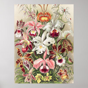 Orchids, Orchideae Denusblumen av Ernst Haeckel Poster