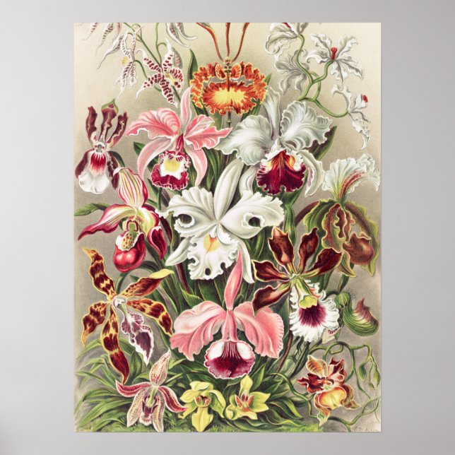 Orchids, Orchideae Denusblumen av Ernst Haeckel Poster (Framsidan)