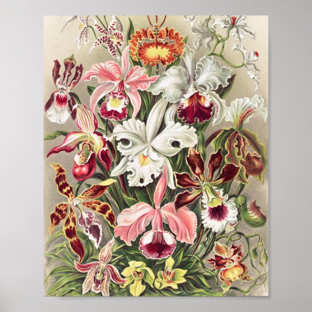 Orchids, Orchideae Denusblumen av Ernst Haeckel Poster (Framsidan)
