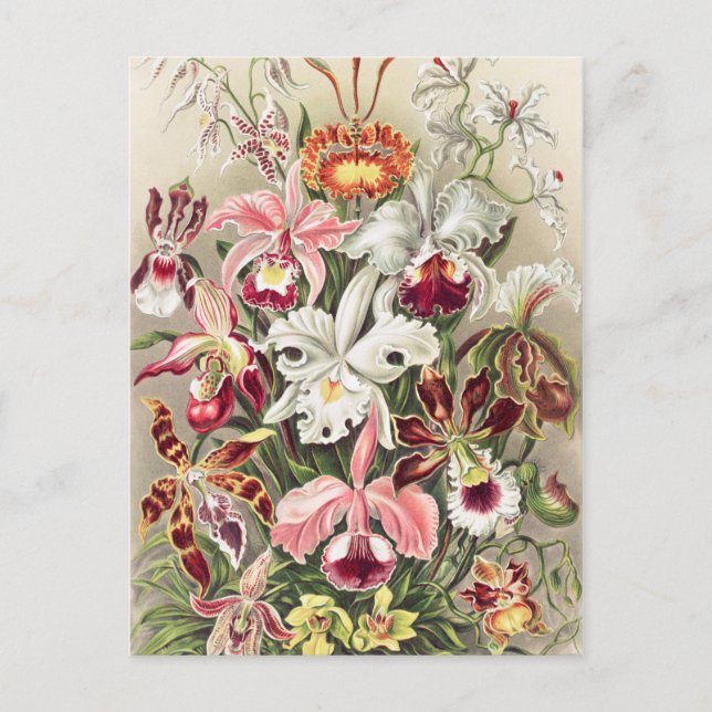 Orchids, Orchideae Denusblumen av Ernst Haeckel Vykort (Framsida)