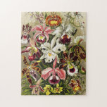 Orchids, Orchideae Denusblumen Ernst Haeckel<br><div class="desc">Orchids,  Orchideae Denusblumen Ernst Haeckel från Kunstformen der Natur (1904) vykort. Söt Vintage Fackfärgad mörk röd maronvit blommor av rosa,  vit blomma illustration</div>