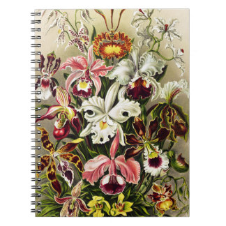 Orchids, Orchideae Denusblumen Ernst Haeckel Anteckningsbok