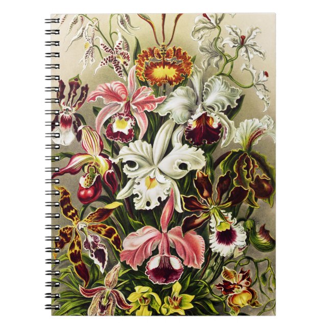 Orchids, Orchideae Denusblumen Ernst Haeckel Anteckningsbok (Framsidan)
