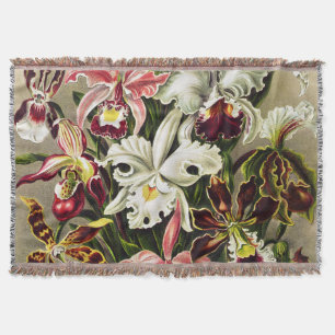 Orchids, Orchideae Denusblumen Ernst Haeckel Filt