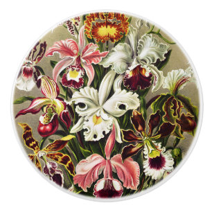 Orchids, Orchideae Denusblumen Ernst Haeckel Knopp