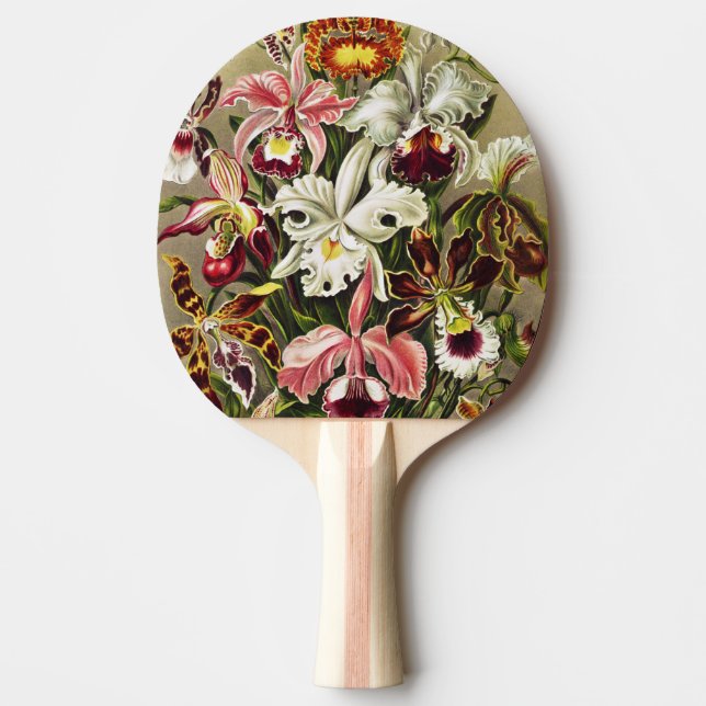 Orchids, Orchideae Denusblumen Ernst Haeckel  Pingisracket (Framsidan)