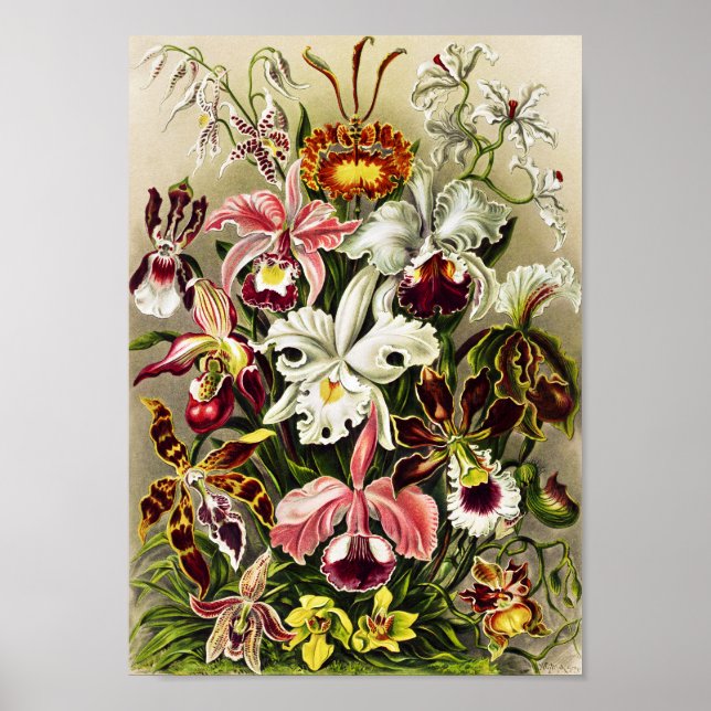 Orchids, Orchideae Denusblumen Ernst Haeckel Poster (Framsidan)