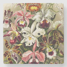 Orchids, Orchideae Denusblumen Ernst Haeckel
