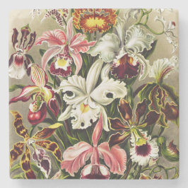 Orchids, Orchideae Denusblumen Ernst Haeckel Stenunderlägg