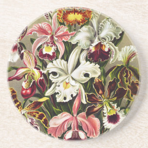 Orchids, Orchideae Denusblumen Ernst Haeckel Underlägg