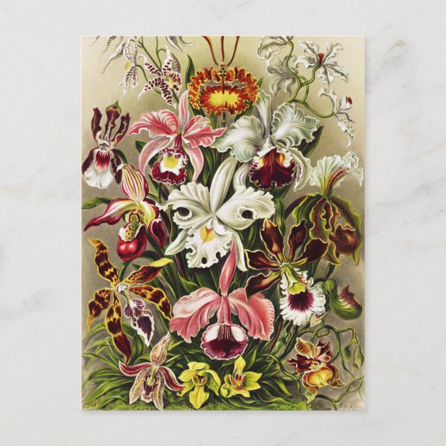 Orchids, Orchideae Denusblumen Ernst Haeckel Vykort (Framsida)