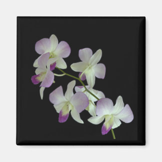 Orchids på Black Magnet