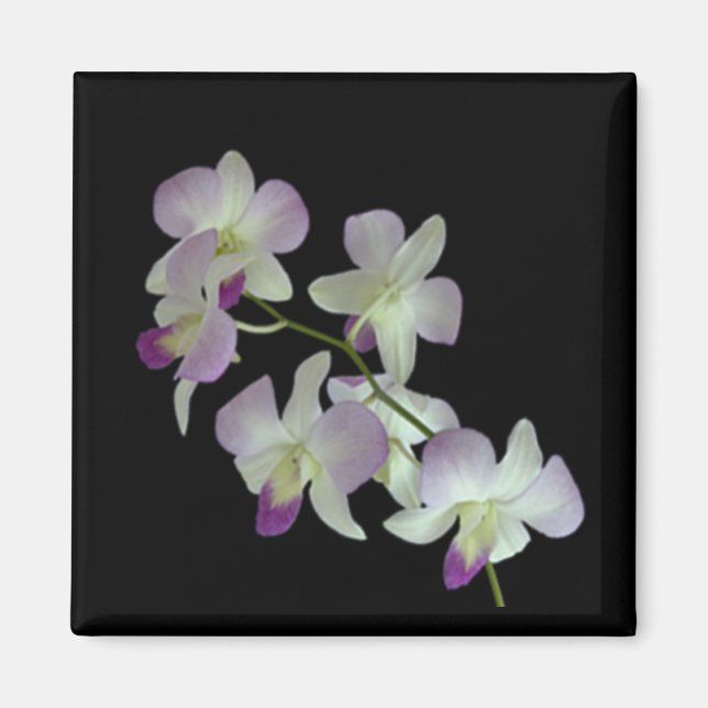 Orchids på Black Magnet (Framsidan)