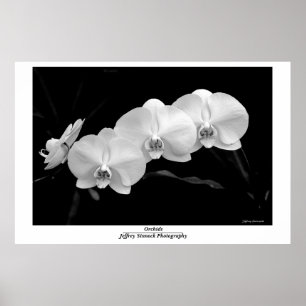Orchid's Poster