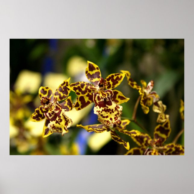 Orchids poster (Framsidan)