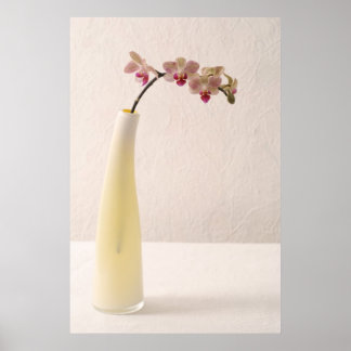 Orchids Poster