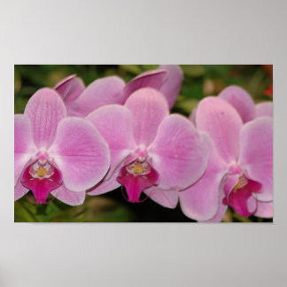 Orchids Poster