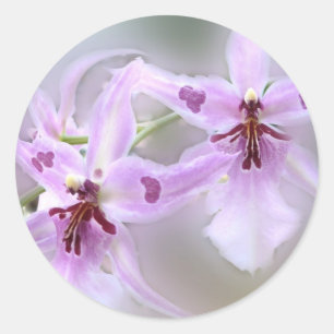 Orchids Runt Klistermärke