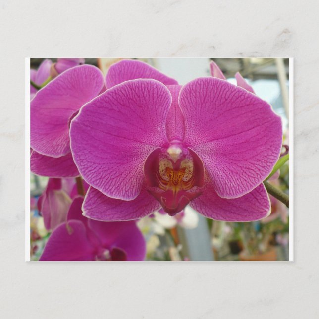 Orchids Shock rosa Vykort (Framsida)